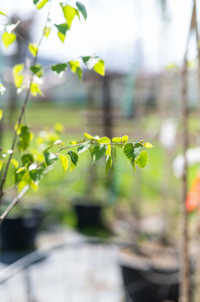 Mesteacăn alb (Betula alba) C70L Trio [2]