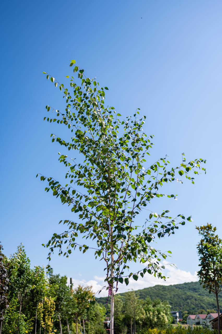 Mesteacăn de Himalaya (Betula utilis) [2]