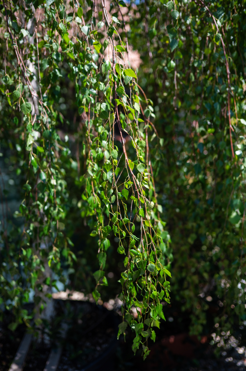 Mesteacăn plângător (Betula youngii) C160L [2]