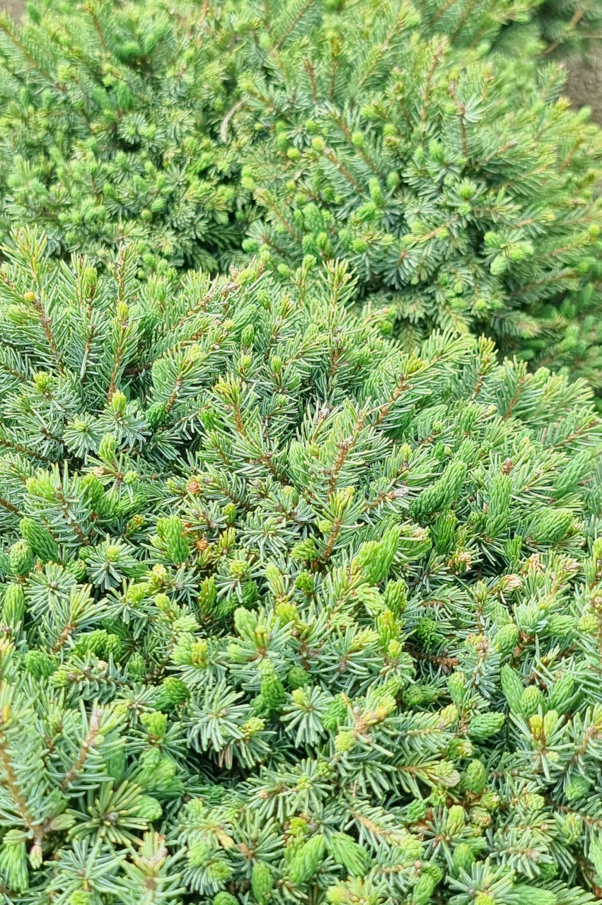 Molid alb (Picea glauca 'Echiniformis') 30-40 cm [2]