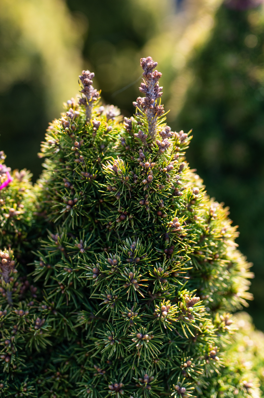 Molid alb (Picea glauca 'Rainbow's End') 60-80 cm [2]