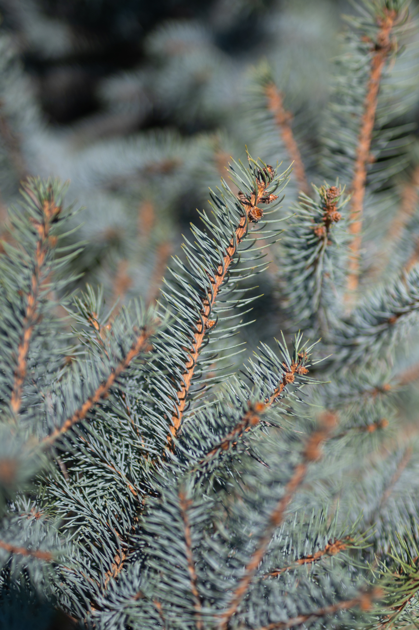 Molid argintiu (Picea pungens 'Edith') 100-125 cm [3]
