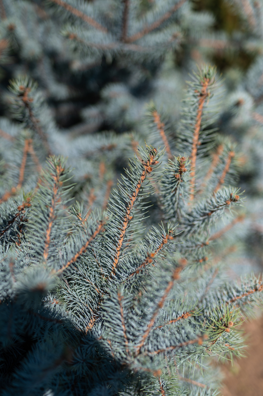 Molid argintiu (Picea pungens 'Edith') 100-125 cm [2]