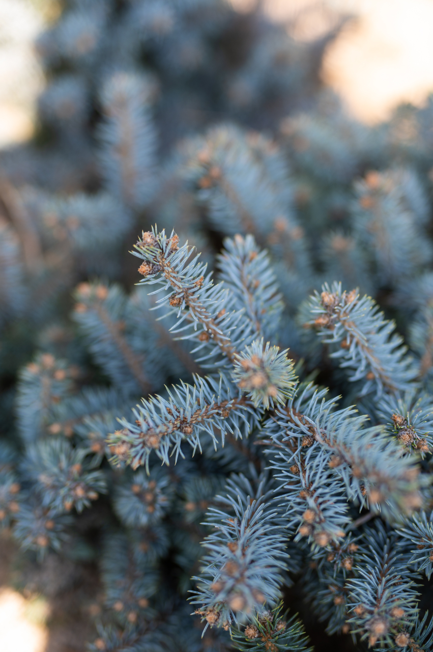 Molid argintiu (Picea pungens 'Glauca Globosa') 20-30 cm [3]