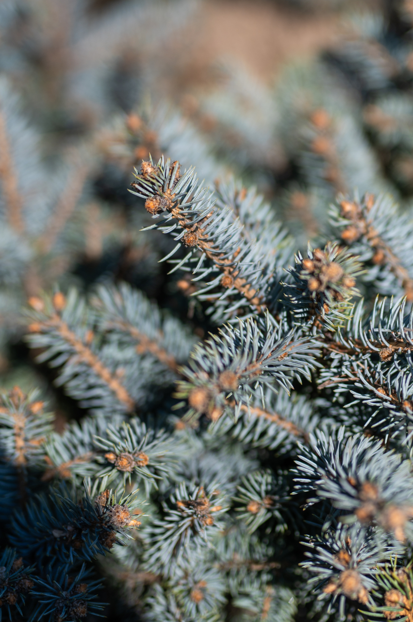 Molid argintiu (Picea pungens 'Glauca Globosa') 20-30 cm [4]