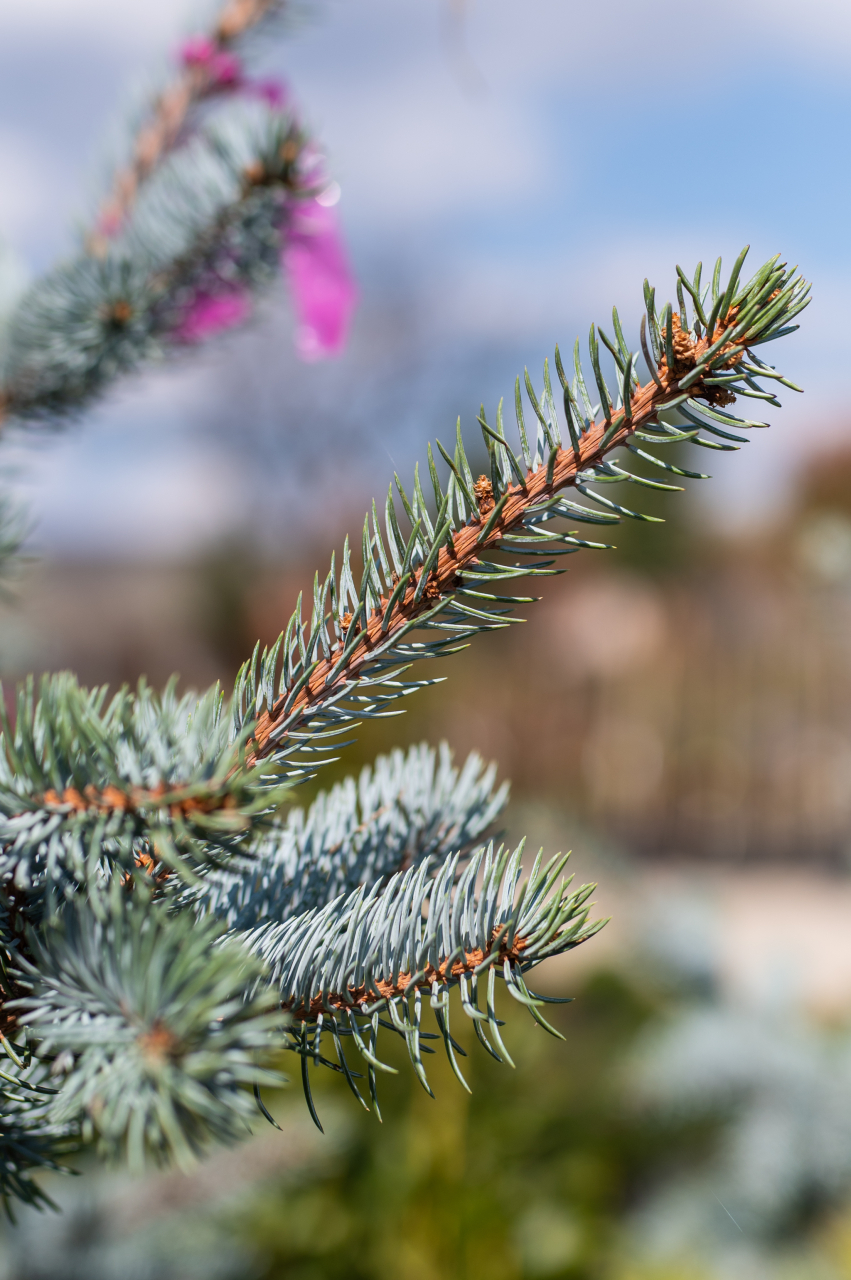 Molid argintiu (Picea pungens 'Hoopsii') 175-200 cm [2]