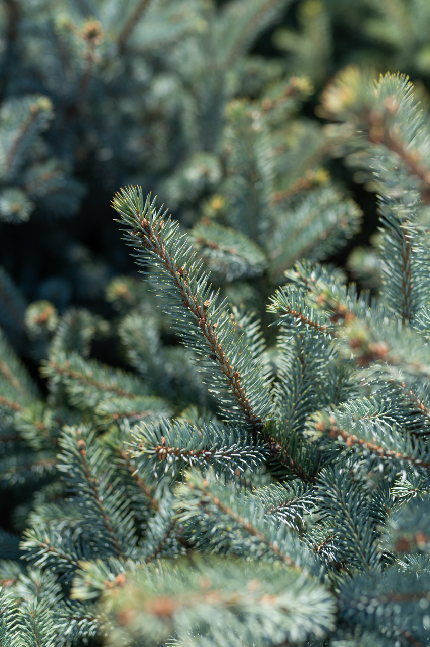 Molid argintiu (Picea pungens 'Super Blue Seedling') 100-125 cm [2]