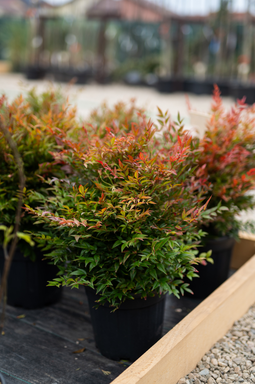 Nandina (Nandina domestica 'Gulf Stream') [2]