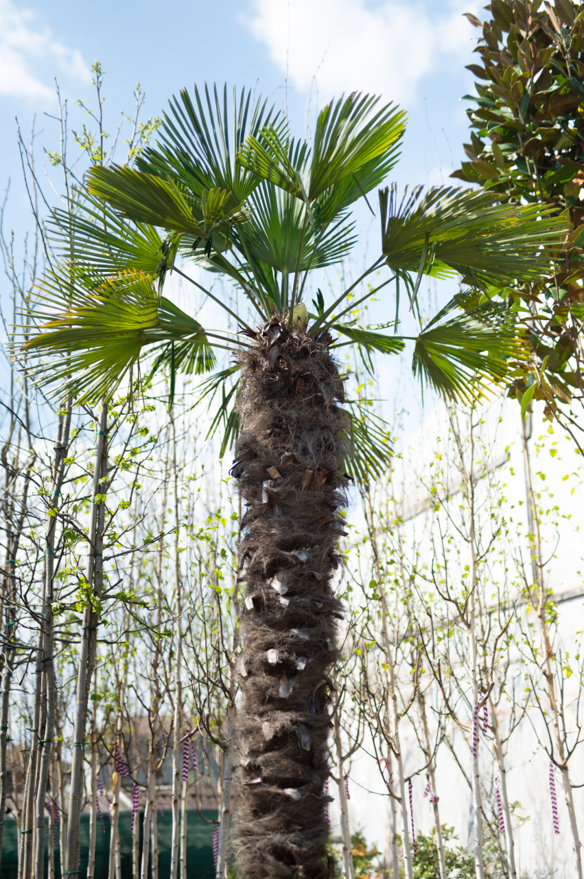 Palmier (Chamaerops excelsa) Grande [2]