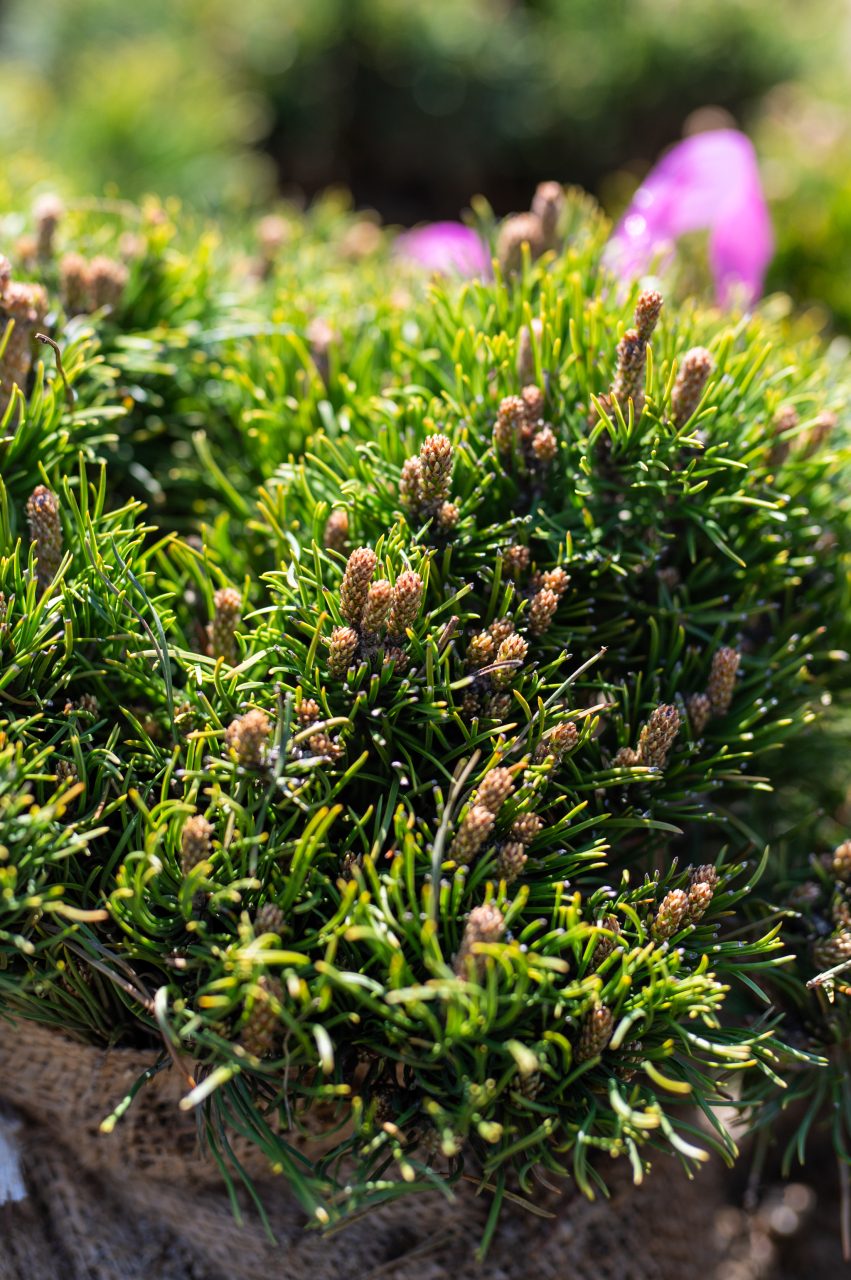 Pin de munte (Pinus mugo 'Pumilio') 20-30 cm [2]