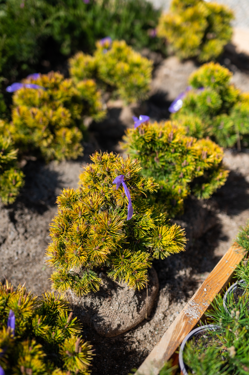 Pin de munte (Pinus mugo 'Winter Gold') 20-30 cm [2]