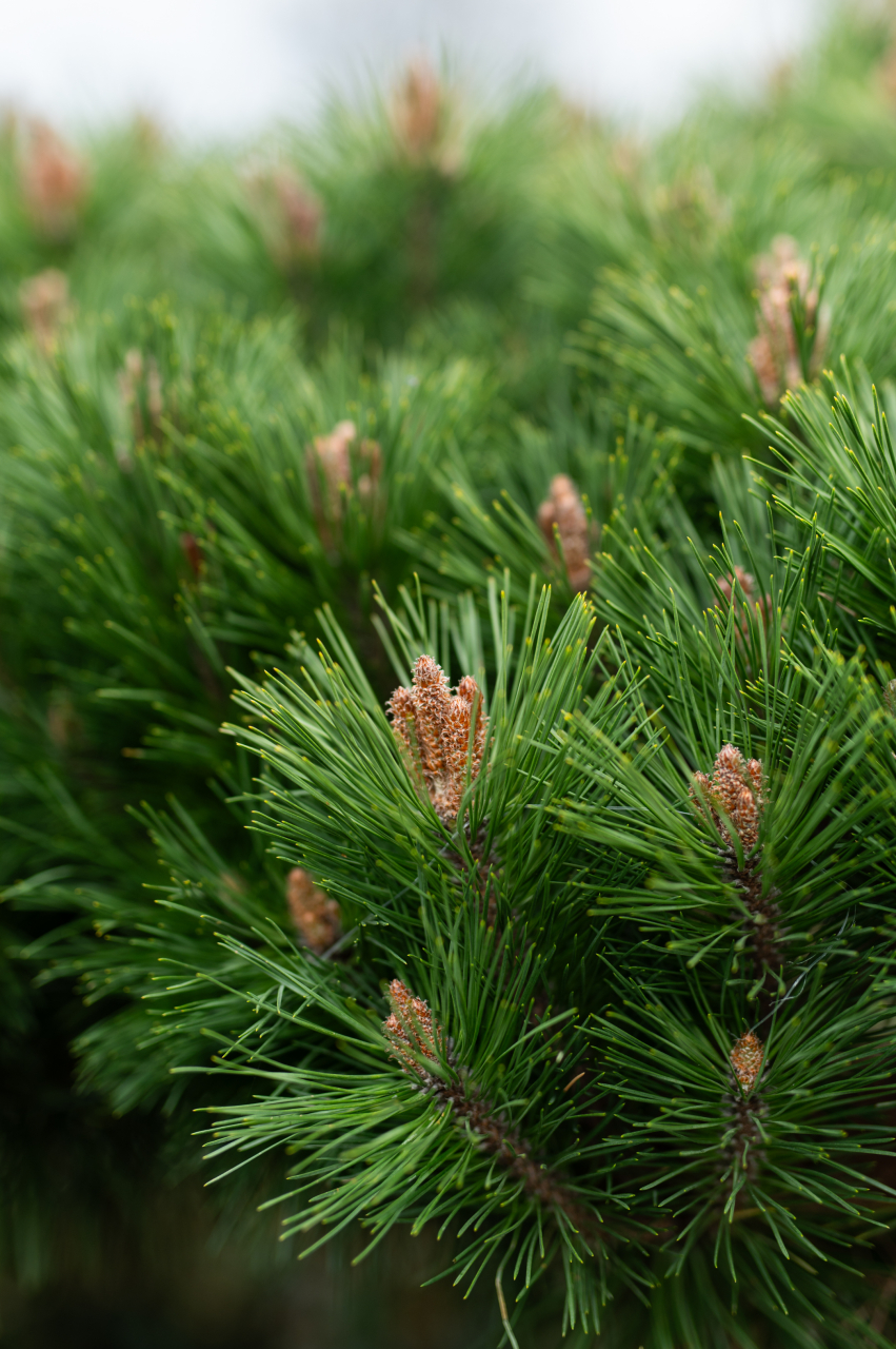 Pin (Pinus 'Brepo') C35L T1/2 Fusto [3]