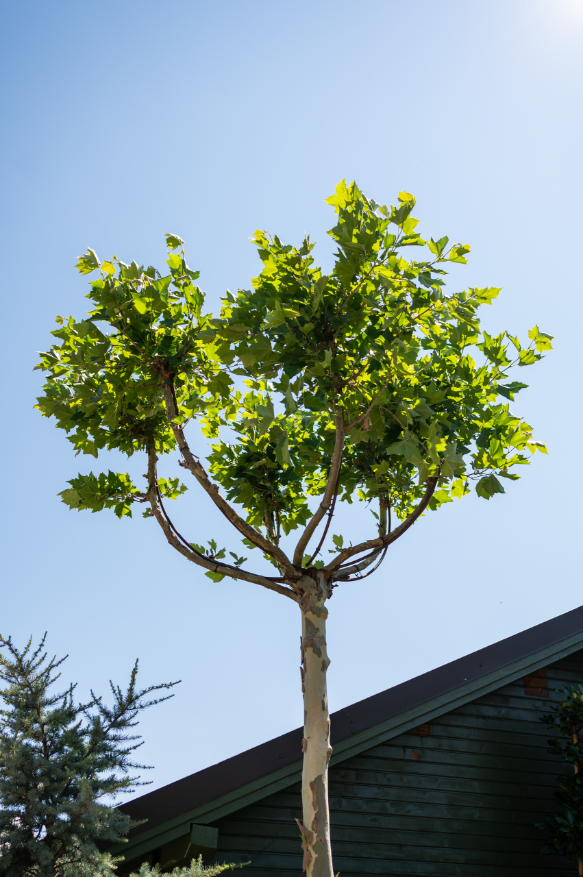 Platan (Platanus) Candelabro [2]