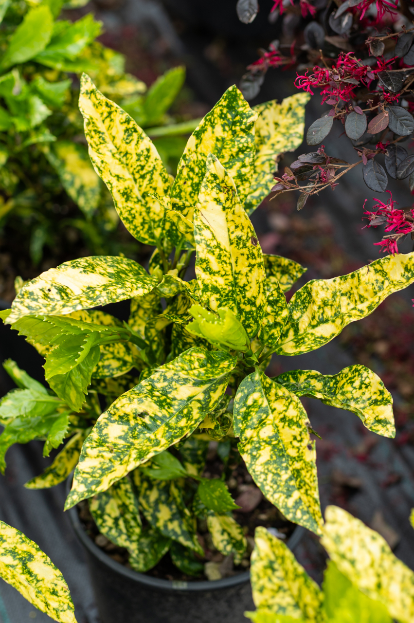 Pomul de aur (Aucuba japonica 'Crotonifolia') C5L [2]