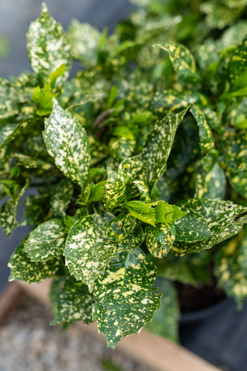 Pomul de aur (Aucuba japonica 'Variegata') C15L [2]