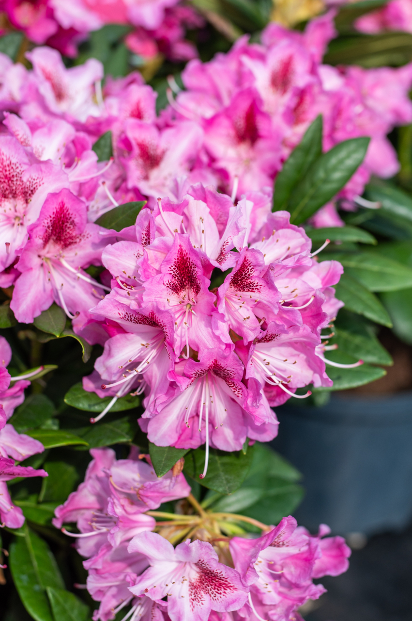 Rododendron (Rhododendron hybridum) [3]