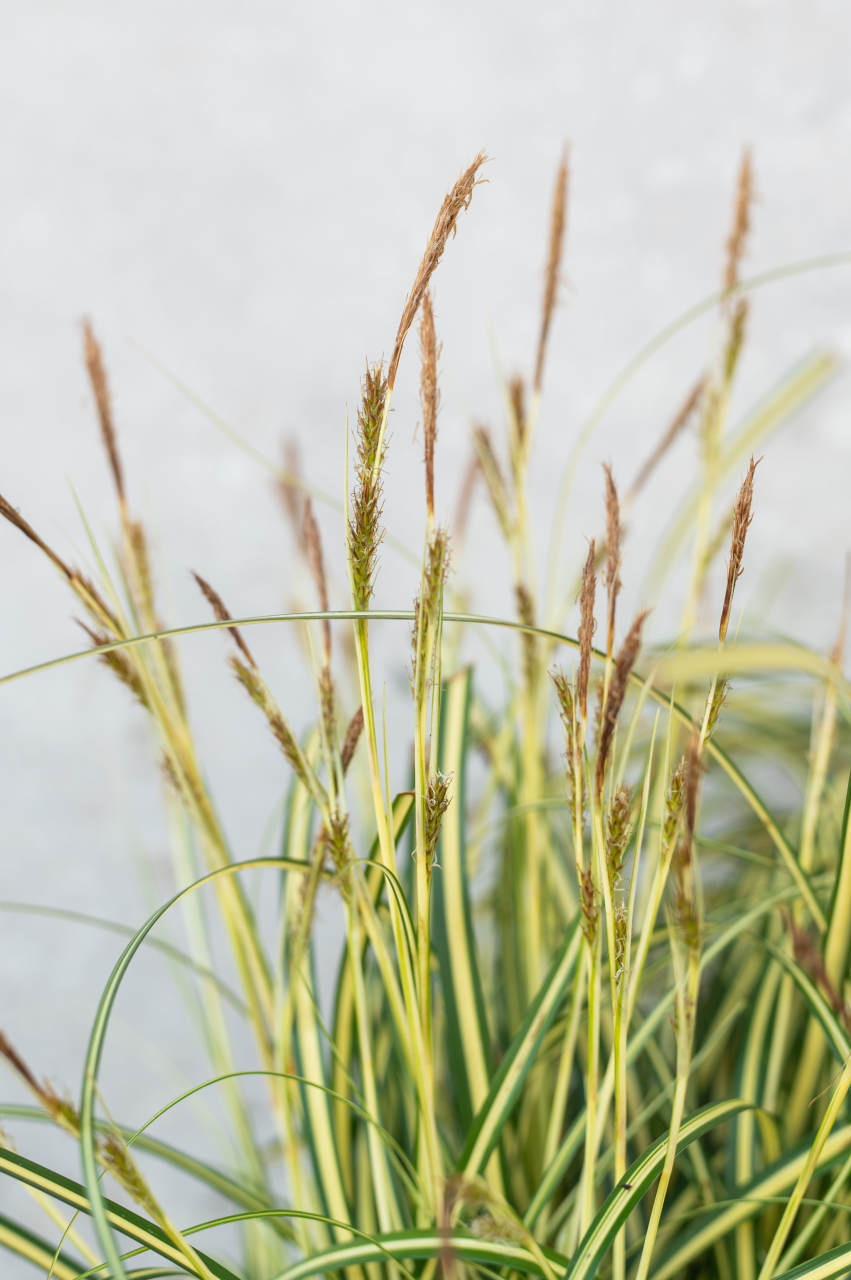 Rogoz japonez (Carex oshimensis 'Evergold') K2 [2]