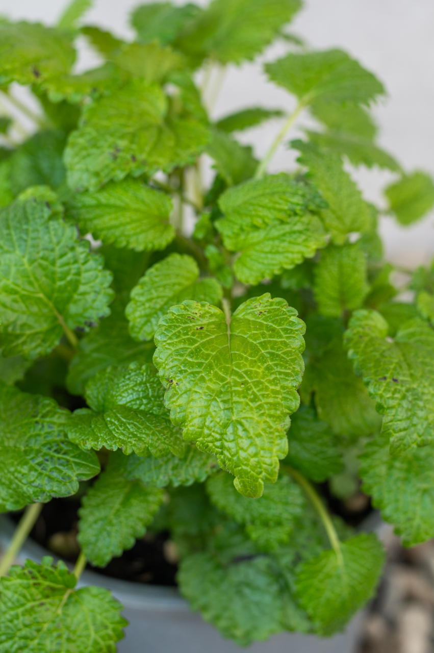 Roiniță (Melissa officinalis) K1,5 [3]