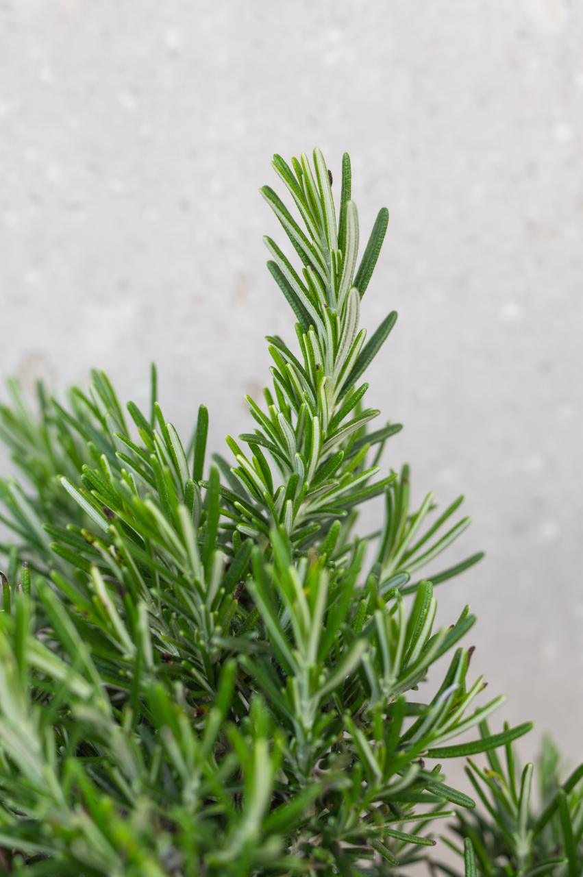 Rozmarin târâtor (Rosmarinus officinalis 'Prostratus') K1,5 [2]
