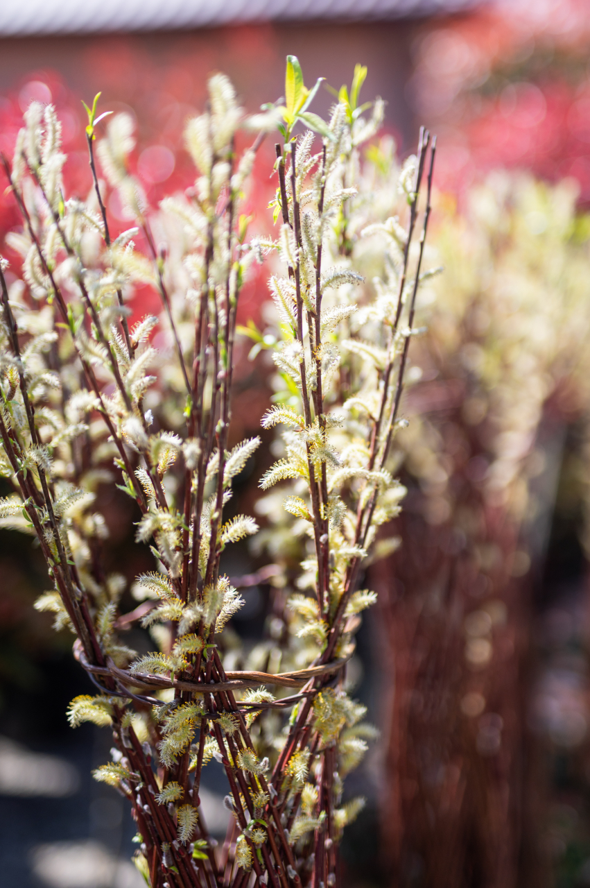 Salcie împletită (Salix) 180 cm [2]