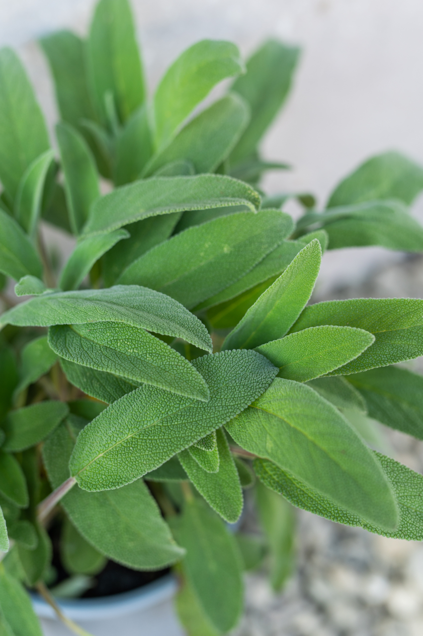 Salvie (Salvia officinalis) C13L [2]