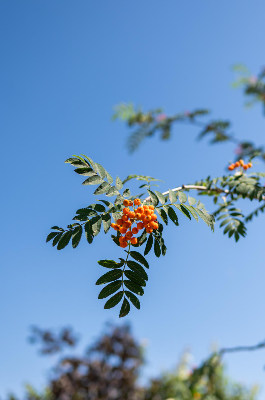Scoruș (Sorbus aucuparia 'Wettra') 08-10 cm [2]