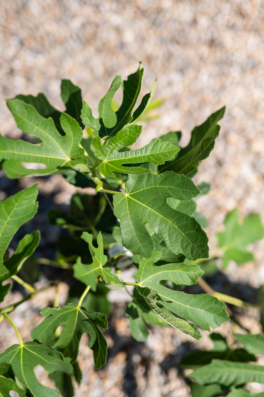 Smochin (Ficus carica 'Helen') K2 30-40 cm [3]