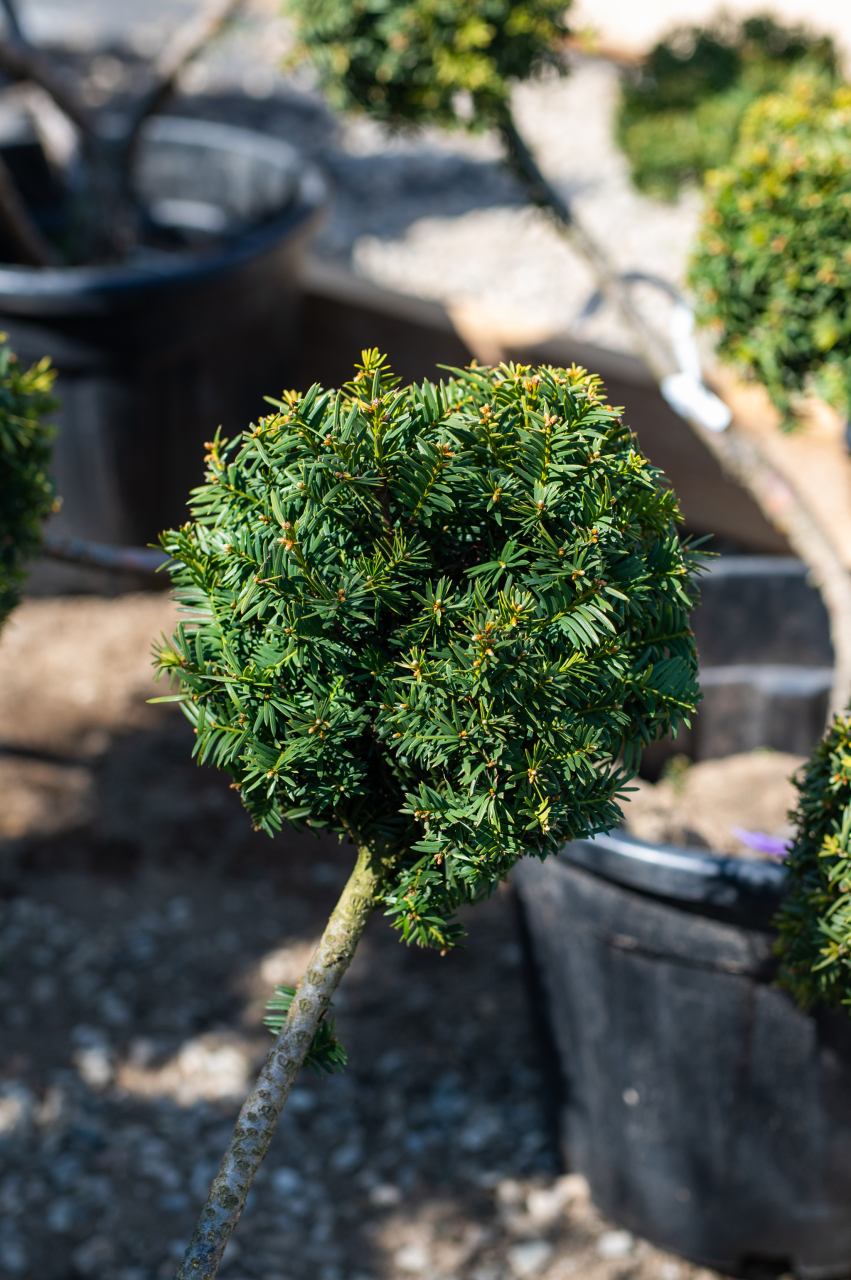 Tisă aurie (Taxus baccata 'Summergold') 60-80 cm Bonsai [2]