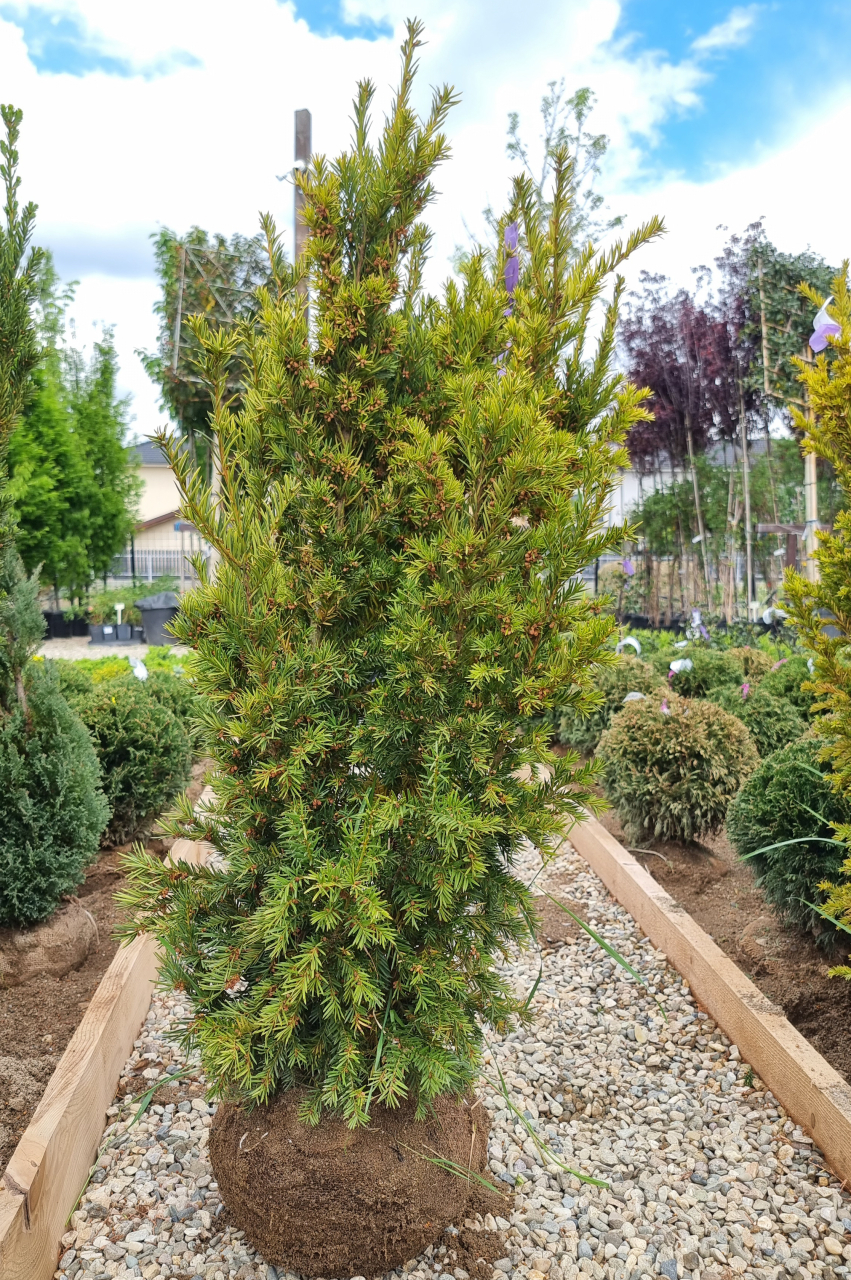 Tisă aurie (Taxus baccata 'Wintergold') 100-125 cm [3]
