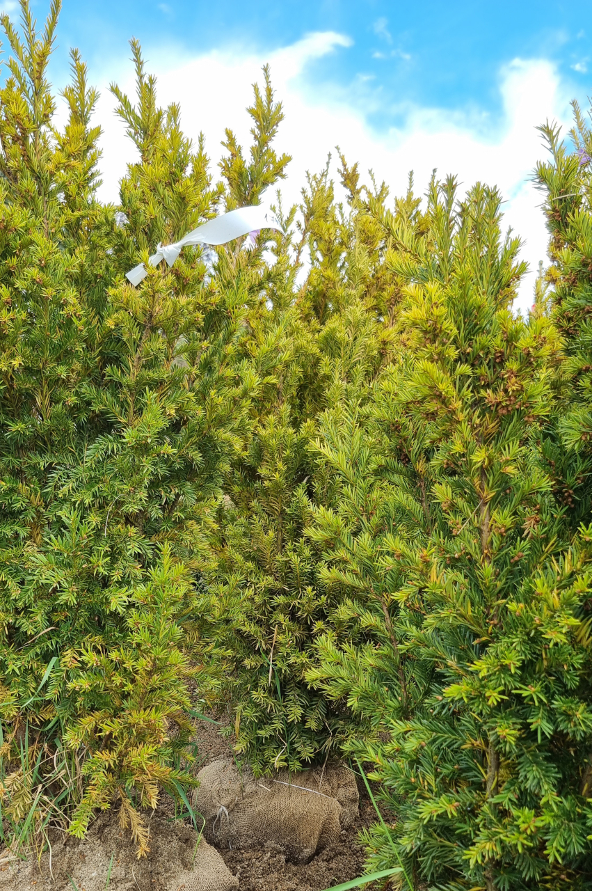 Tisă aurie (Taxus baccata 'Wintergold') 100-125 cm [2]
