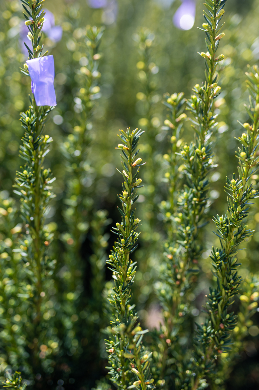 Tisă (Taxus baccata 'Overeynderi') 80-100 cm [2]