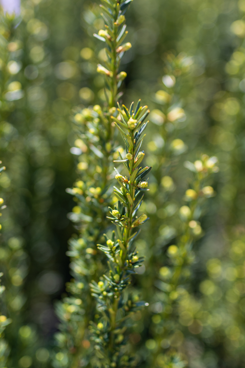 Tisă (Taxus baccata 'Overeynderi') 80-100 cm [3]