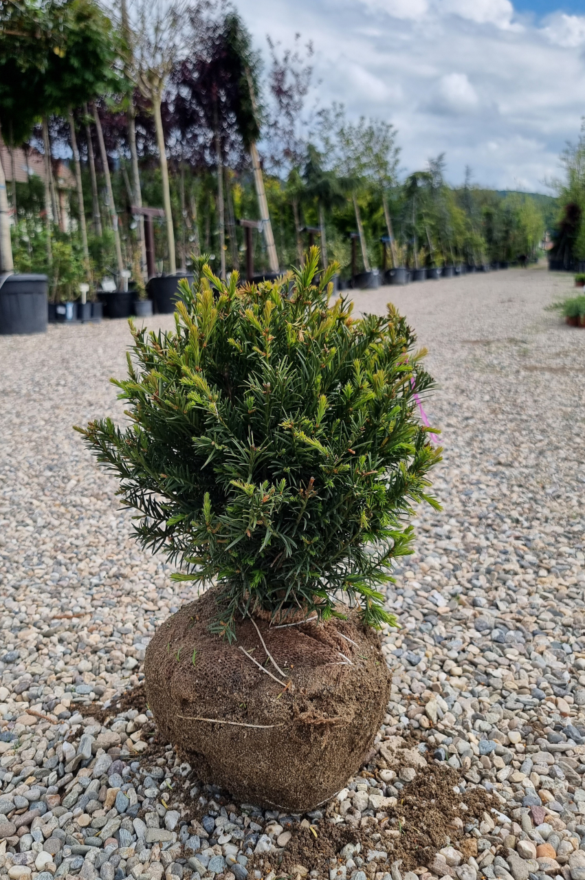 Tisă (Taxus × media 'Groenland') 20-40 cm Globosum [2]