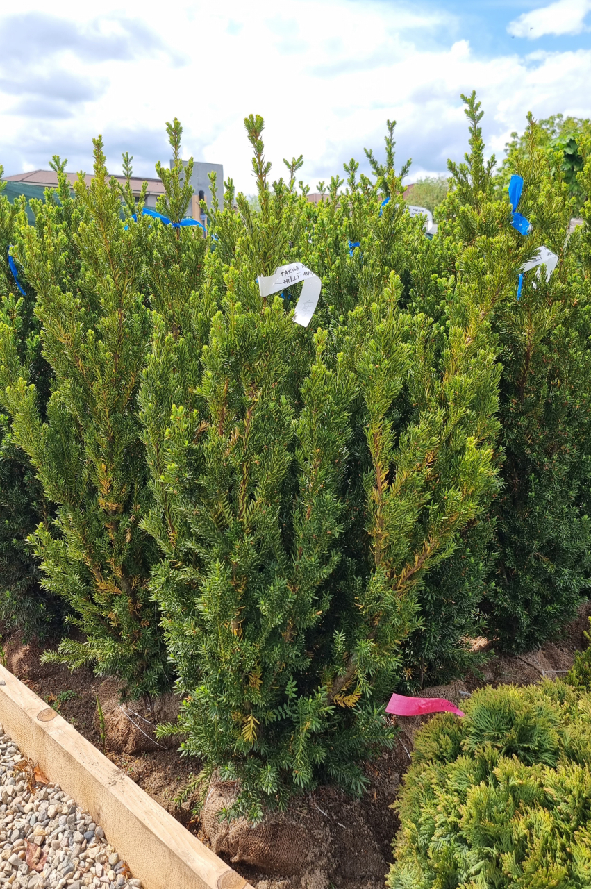 Tisă (Taxus × media 'Hillii') 100-125 cm [2]