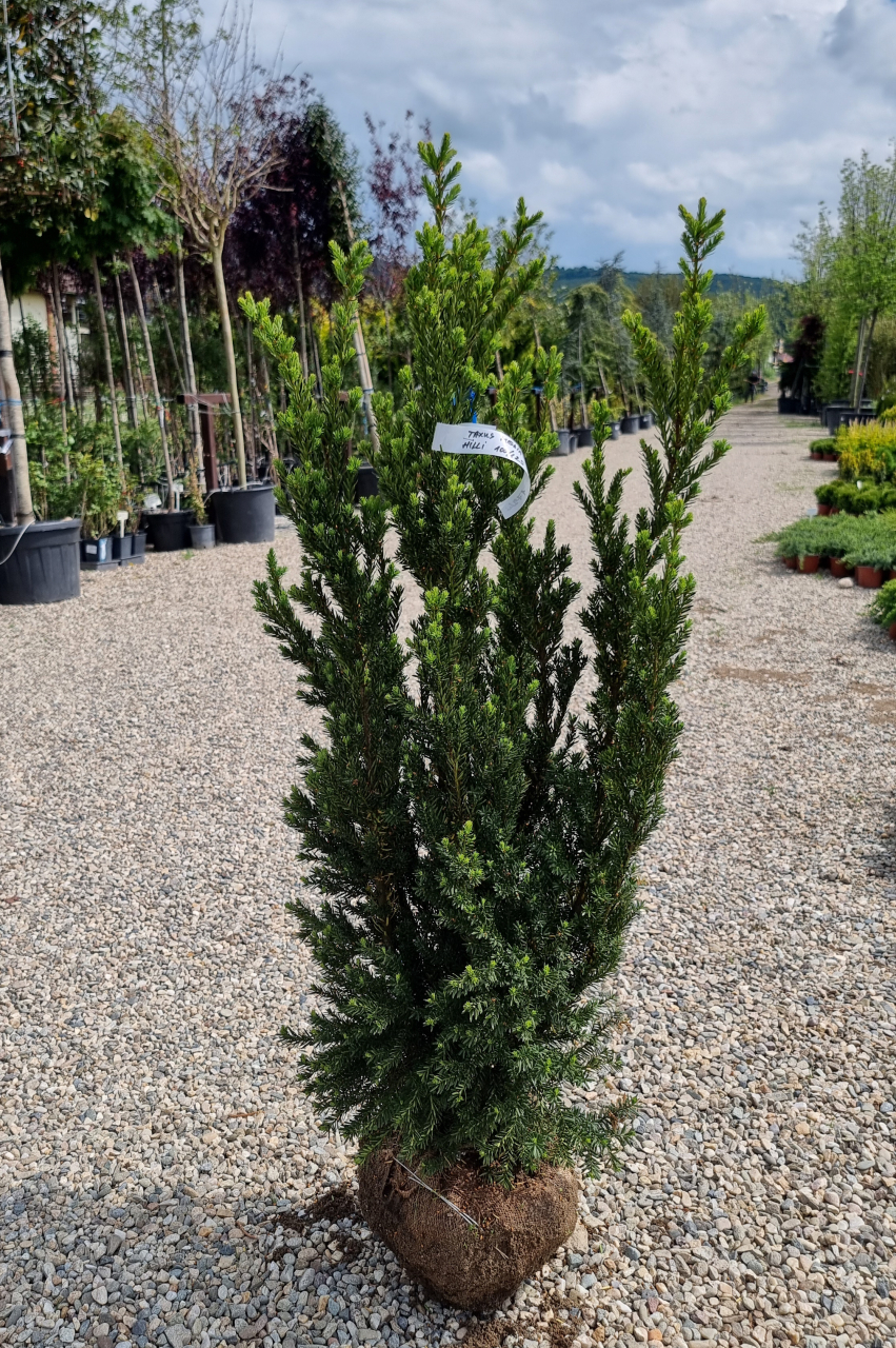 Tisă (Taxus × media 'Hillii') 100-125 cm [3]