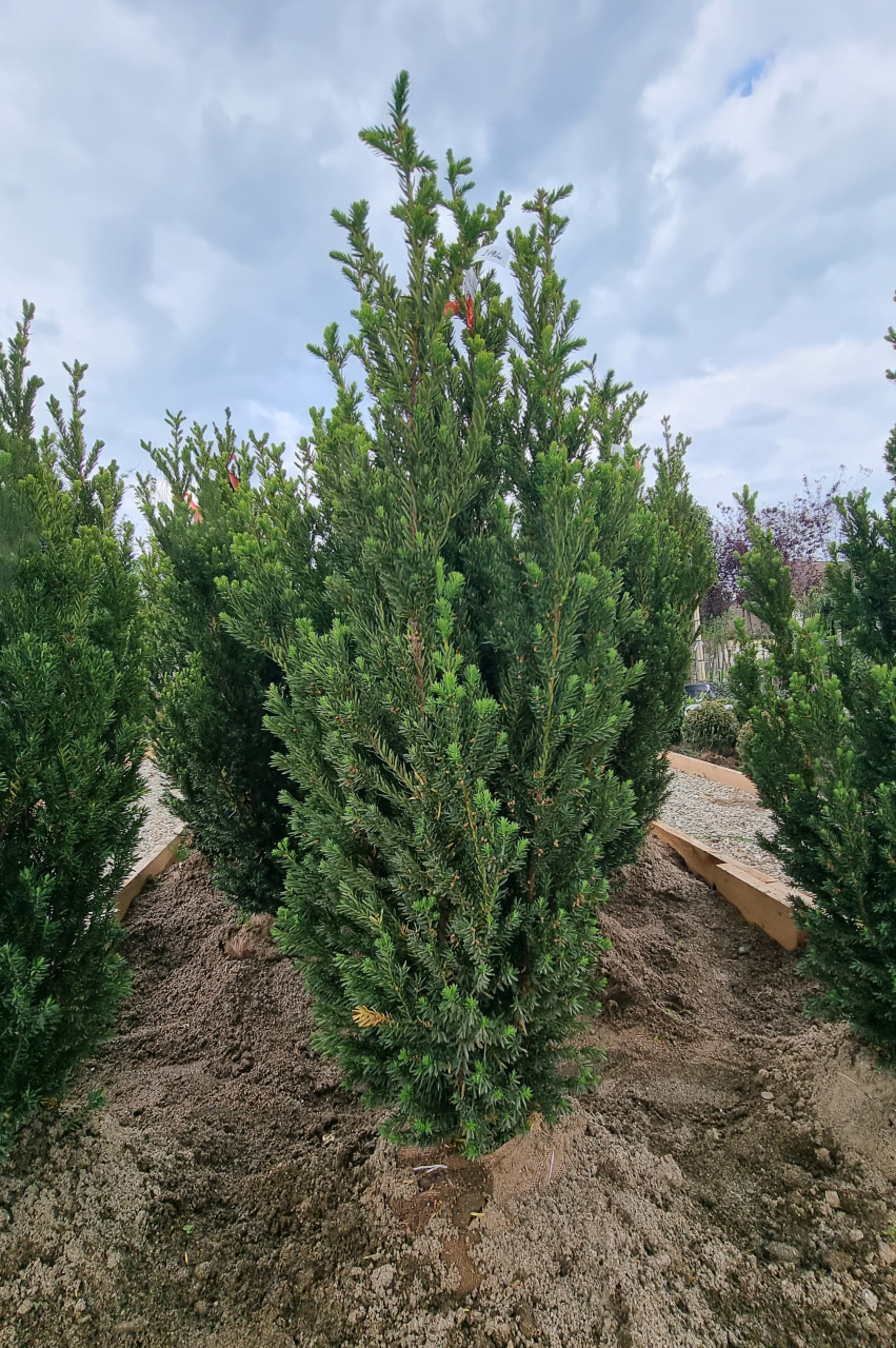 Tisă (Taxus × media 'Hillii') 125-150 cm [2]
