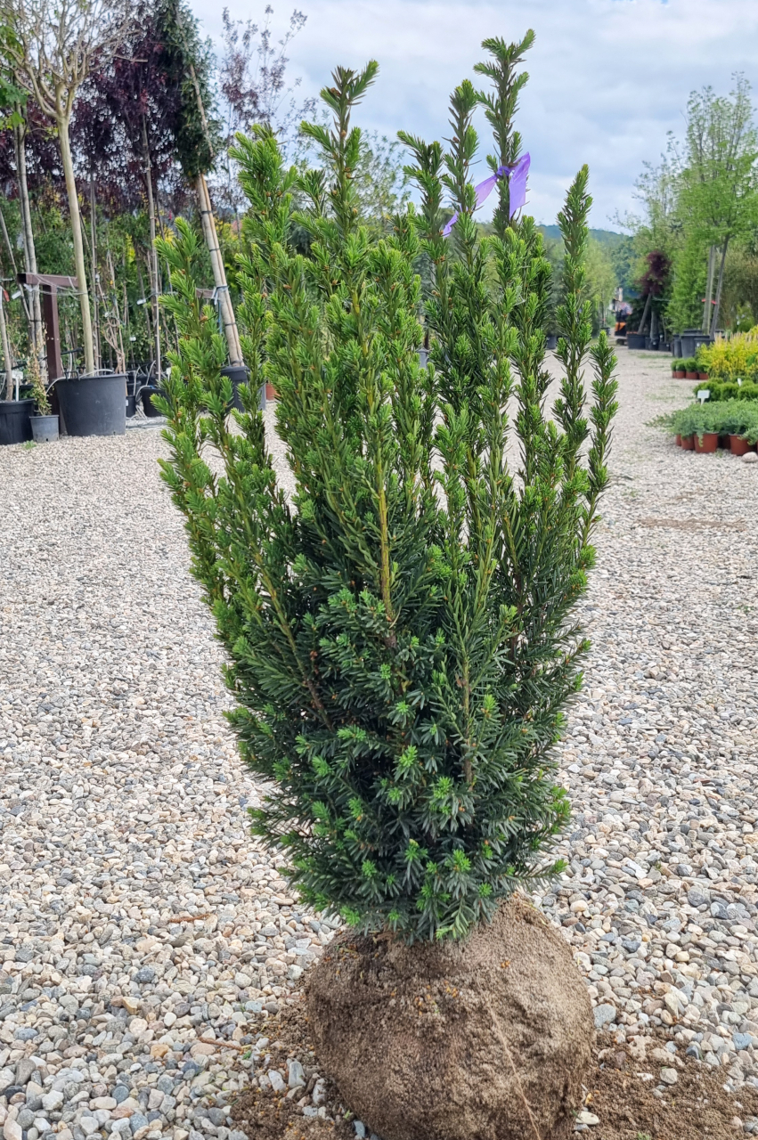 Tisă (Taxus × media 'Hillii') 80-100 cm [2]