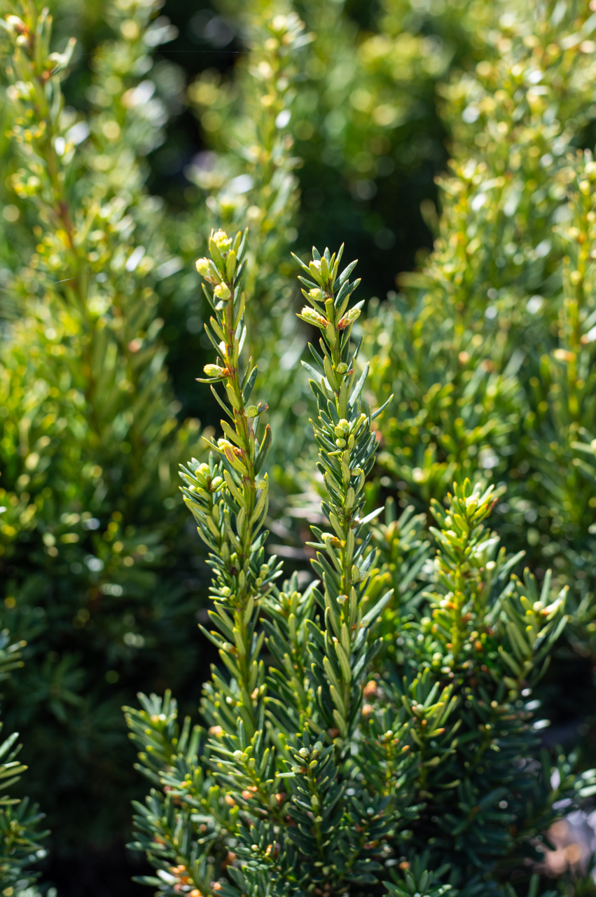 Tisă (Taxus × media 'Hillii') K2 30-40 cm [3]