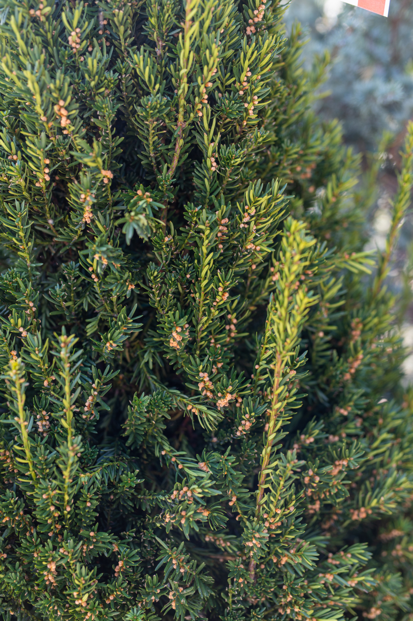 Tisă (Taxus × media 'Hillii') Pyramide [2]
