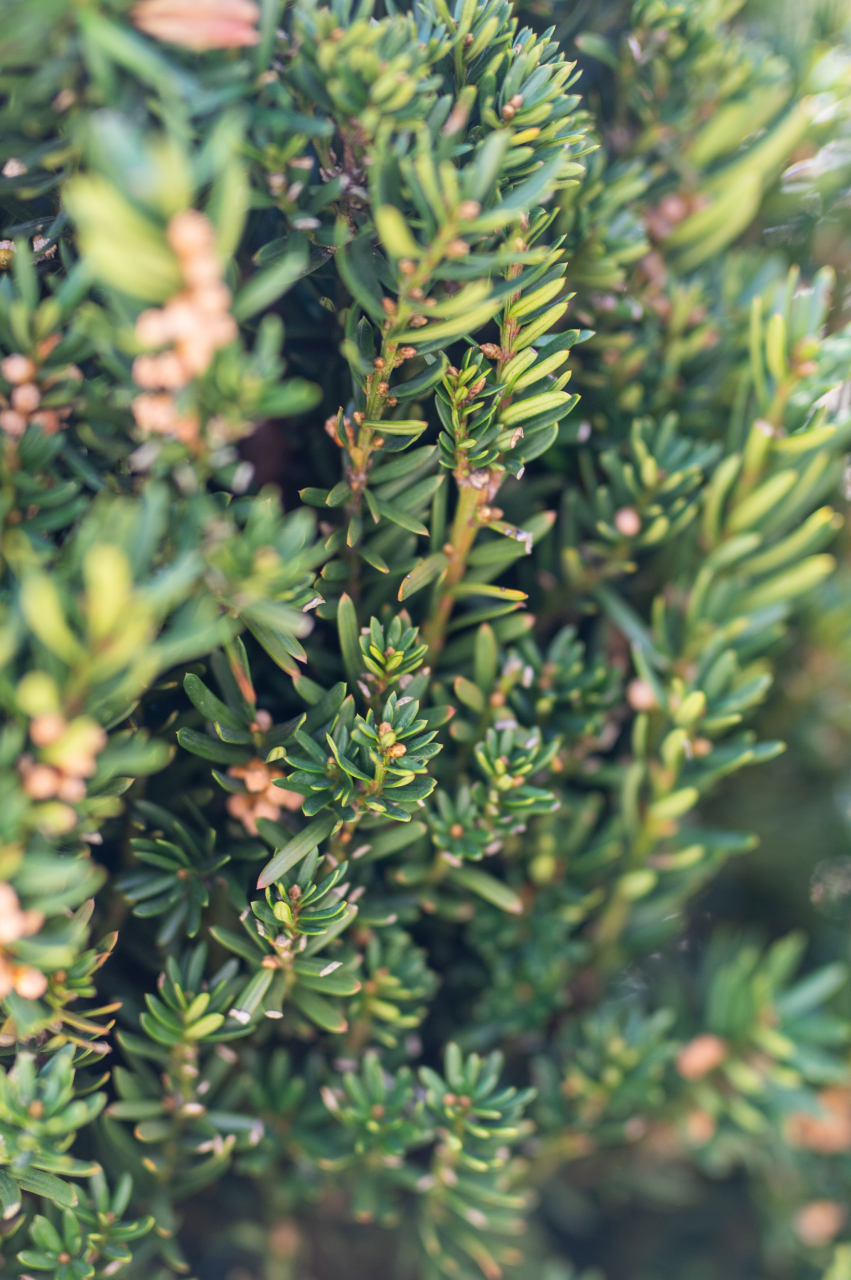 Tisă (Taxus × media 'Hillii') Pyramide [3]