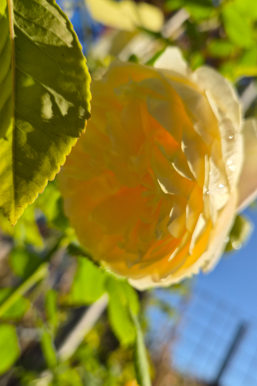Trandafir (Rosa) 150-200 cm In Varieta [2]