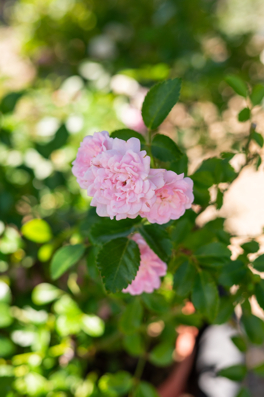 Trandafir (Rosa 'Cespuglio') Minirosa [3]