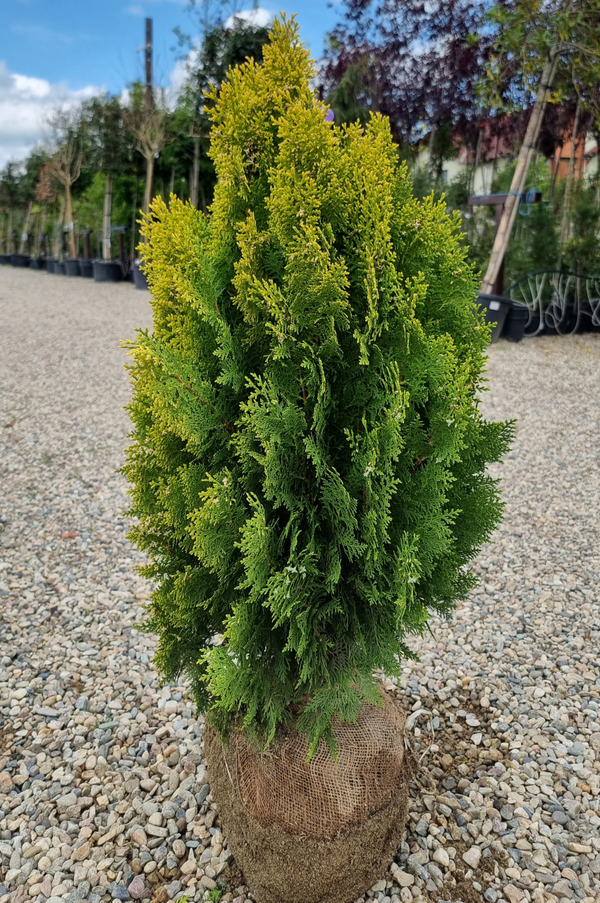 Tuia orientală (Thuja orientalis 'Aurea Nana') 60-80 cm [2]