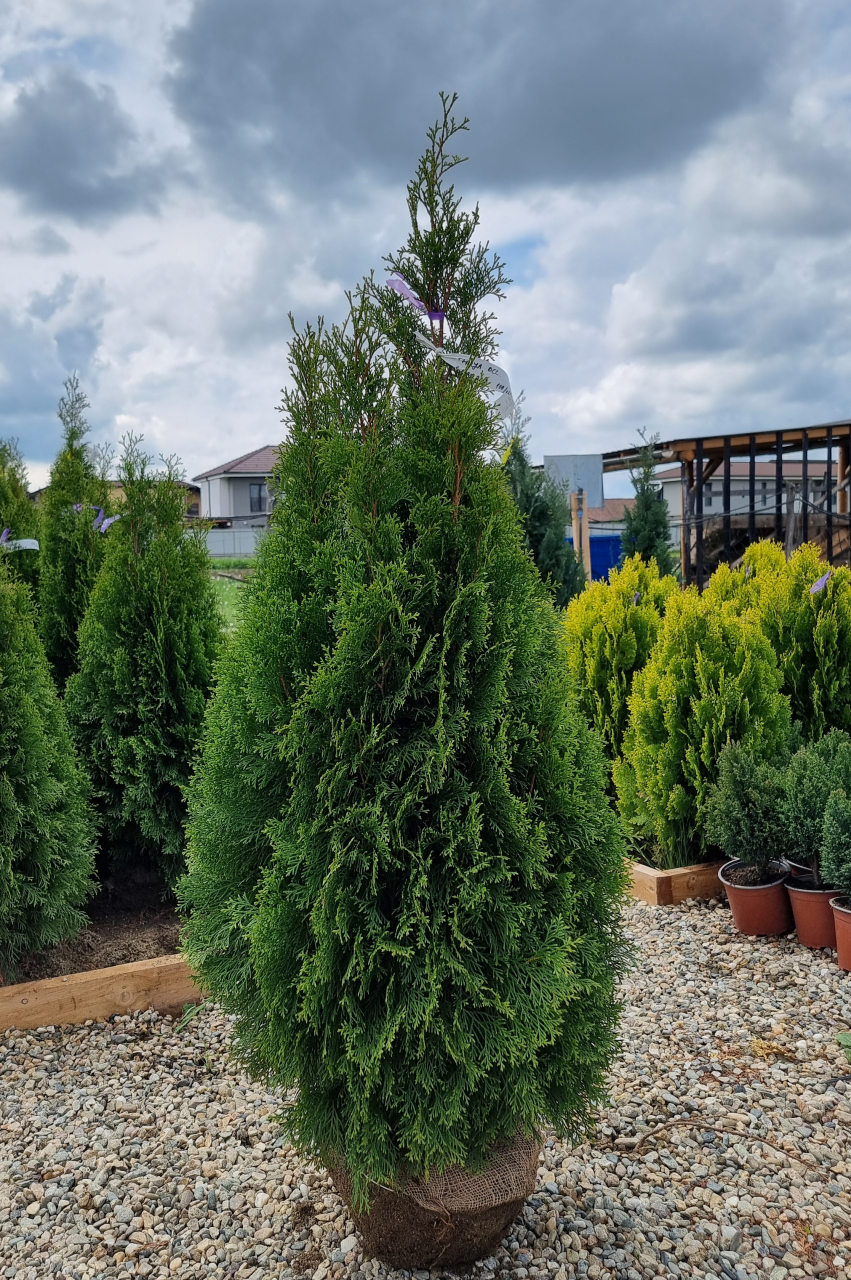 Tuia (Thuja occidentalis 'Smaragd') 100-125 cm Tuns [3]