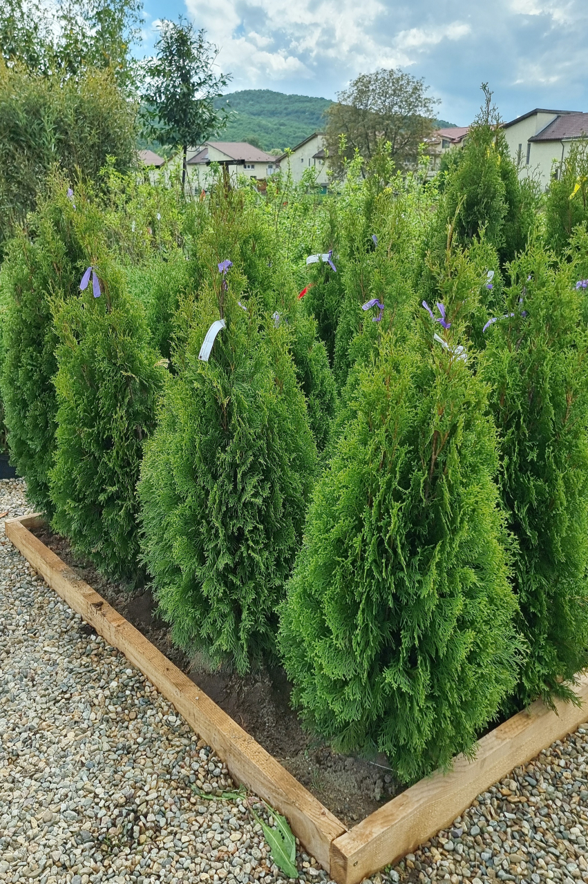 Tuia (Thuja occidentalis 'Smaragd') 100-125 cm Tuns [2]