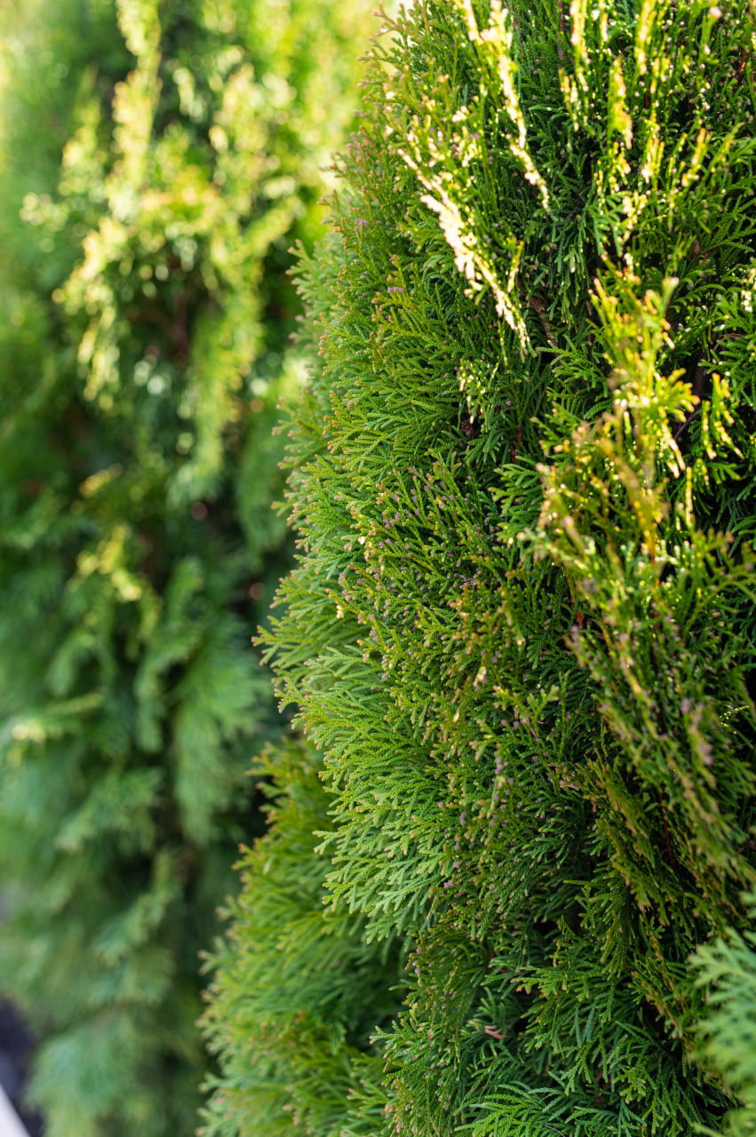 Tuia (Thuja occidentalis 'Smaragd') 125-150 cm Tuns [4]