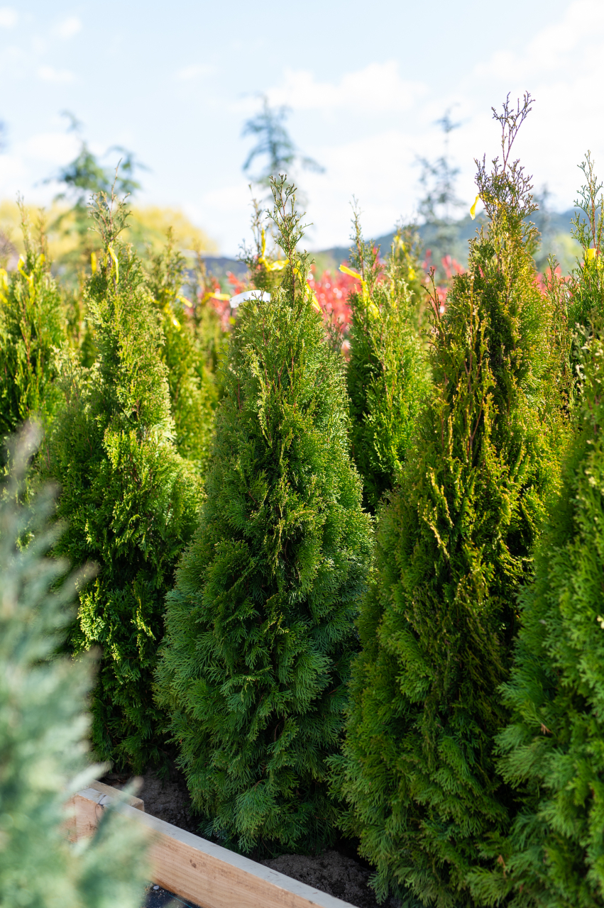 Tuia (Thuja occidentalis 'Smaragd') 125-150 cm Tuns [2]