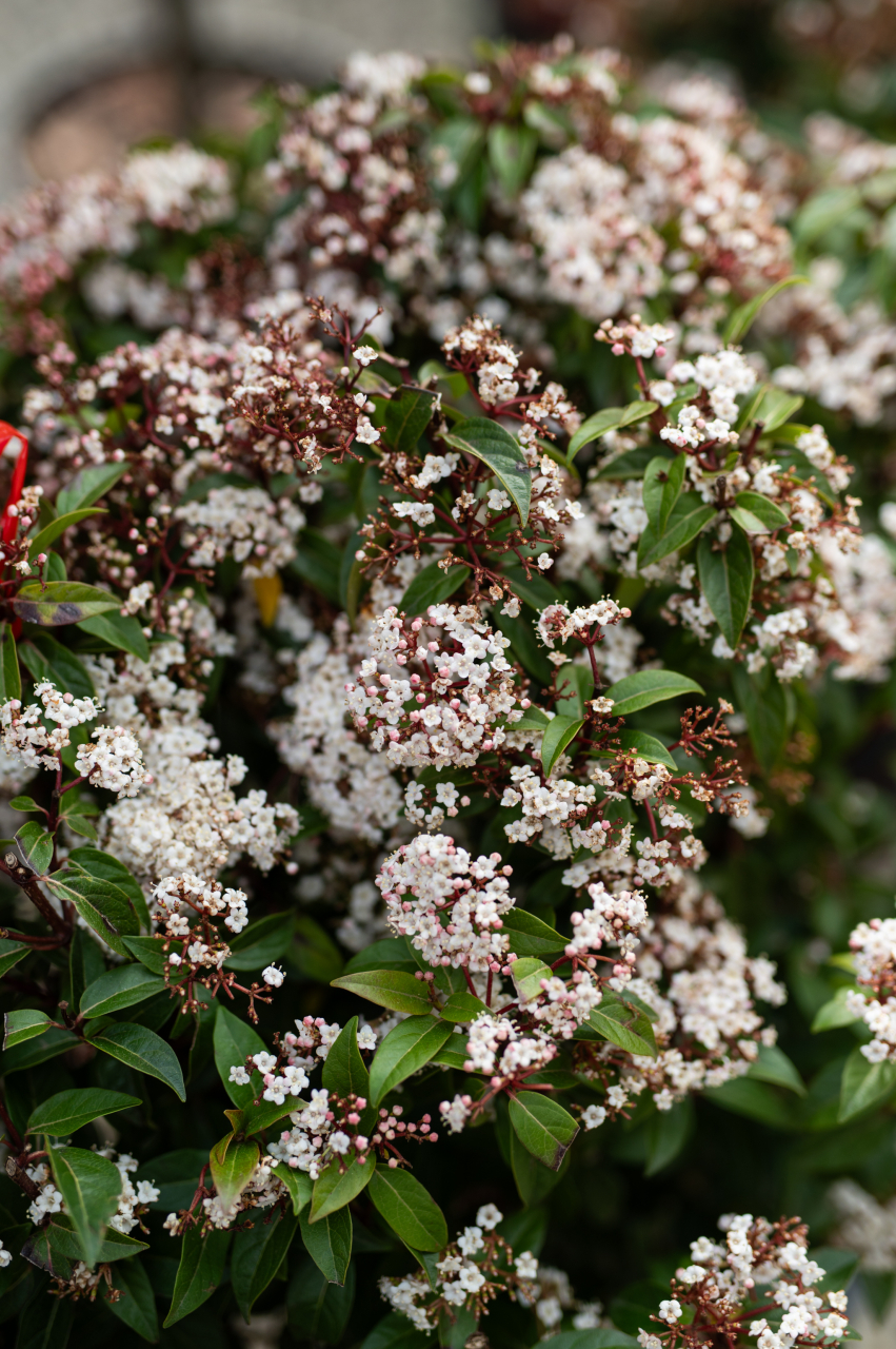 Viburnum (Viburnum tinus) C15L [2]
