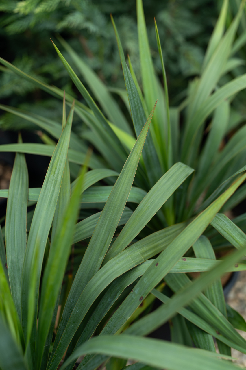 Yucca (Yucca gloriosa) C10L [2]