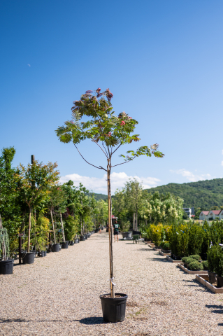 Catalog plante premium - Arbore de mătase (Albizia julibrissin) 08-10 cm